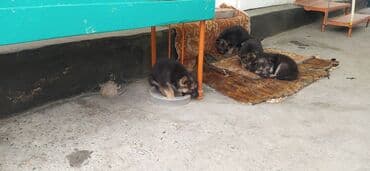 европейский овчарка: Щенки немецкой овчарки 1.5 месяца чистокровные чепрак цена договорная — 8