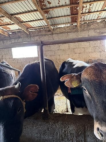 жаны уйлор: Сатам | Бука (эркек) | Аргын | Бордоп семиртүү үчүн | Байланган — 5