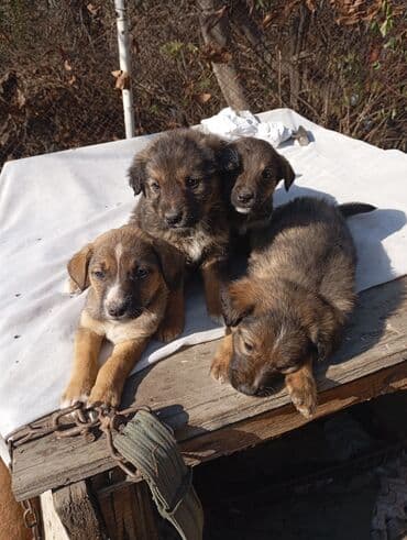 Вязка собак: Щенки метисы среднего размера - Возраст на фото: 2 месяца. - Окрас — 4