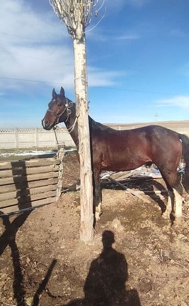 Продаю | Конь (самец) | Для разведения | Племенные