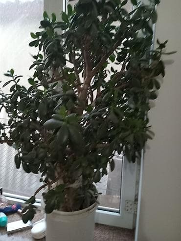 другие комнатные растения: Денежное дерево цветёт он с цветами сейчас — 3