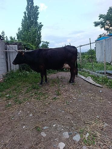 алабай в добрые руки: Продаю | Корова (самка) | Для молока | Привязанные — 6