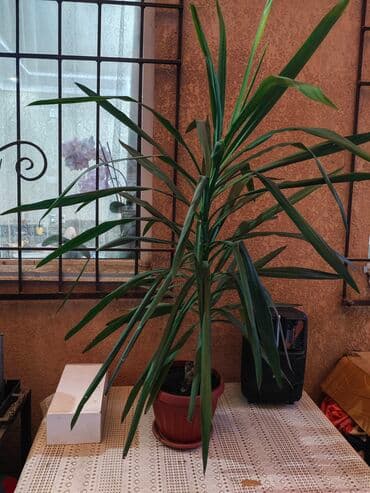 уличные горшки для цветов купить: Растение юкка в горшке, идеально подходящее для озеленения интерьера — 1