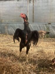 куры доминанты: Кореец хороший кровь сидит один бой был — 2