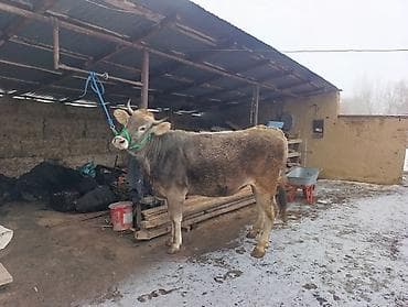 Услуги ветеринара: Продаю | Корова (самка) | Швицкая | Для молока | Привязанные — 2