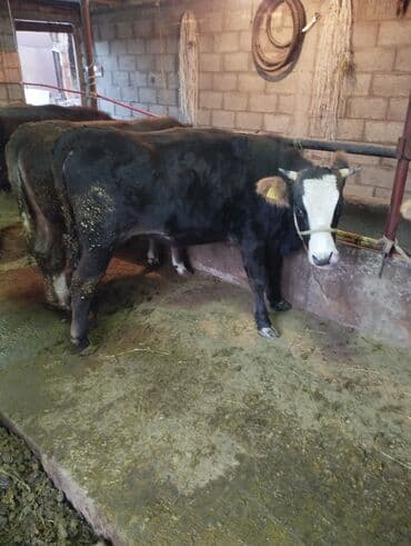 продаю музоо торпок корова самка бык самец айрширская ангус алатауская на забой для разведения на откорм племенные нетель привязанные: Продаю | Бык (самец) | На откорм | Привязанные — 3