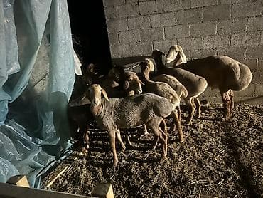 Продаю | Овца (самка) | Для разведения | Племенные at lalafo.kg Продаю | Овца (самка) | Для разведения | Племенные