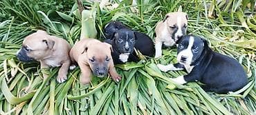 стерилизация собак бишкек цена: Щинки готовятся на бронь от этой пары . Родители горячие, обоих — 6