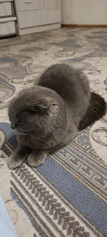 кошки серые: Шотландская вислоухая кошка (Scottish Fold), окрас — сплошной серый — 2