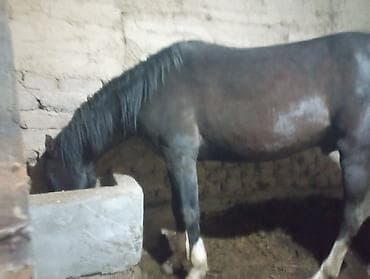 А/ч жаныбарларын сатам: Сатам | Байтал | Аргын | Ат спорту | Жасалма жол менен боозутуу — 1