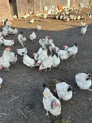 Грызуны: Продаю кур породы Адлер. 50 голов. Стабильно дают по 30 яиц. 100% — 6