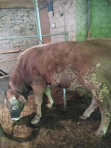 бычок ивановка: Продаю | Бык (самец) | На откорм | Племенные — 2