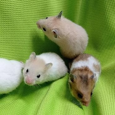 Собаки: Продаются хомячки джунгарские, сирийские, ангорские пушистые хомячки — 2
