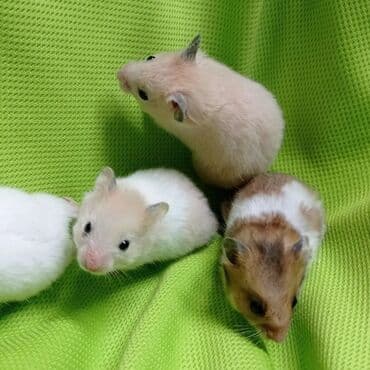 Кемирүүчүлөр: Продаются хомячки джунгарские, сирийские, ангорские пушистые хомячки — 9
