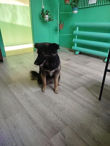 собаки: Собака даром: Дворняжка, 2 года, Самка — 2