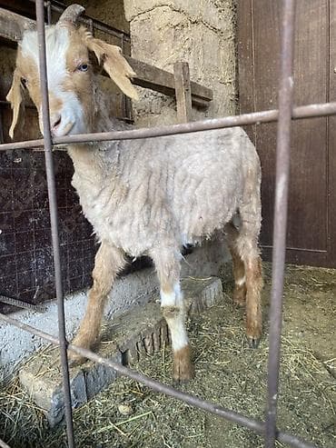 Продаю | Козлёнок | Для разведения