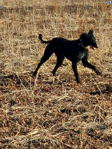 Үй жаныбарлары үчүн товарлар: Тайган, 11 айлык, Эркек, Эмделген — 2