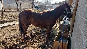 ретривер золотистый цена: Продаю | Жеребенок — 4