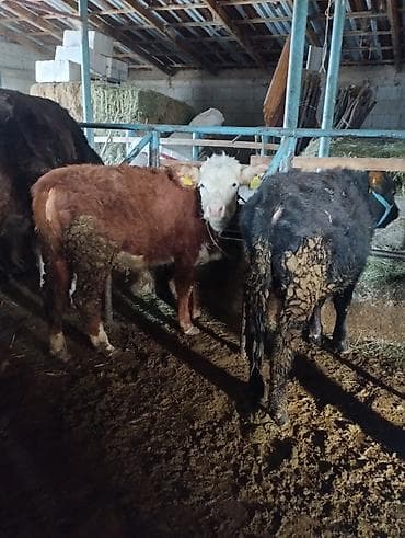 музоою: Продаю | Музоо, торпок | Полукровка | На откорм | Привязанные — 1