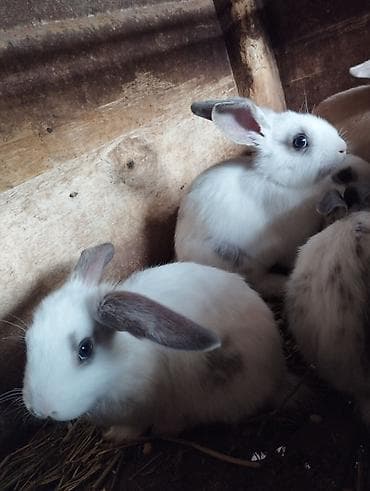 кой эдилбай: Кролики породы бабочка 
звонить и писать на номер  — 1