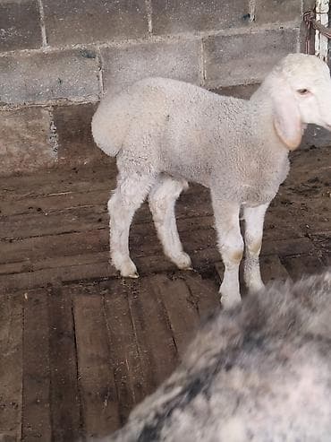 кошка беловодск: Сатам | Козу | Көбөйтүү үчүн | Асыл тукумдуу — 7