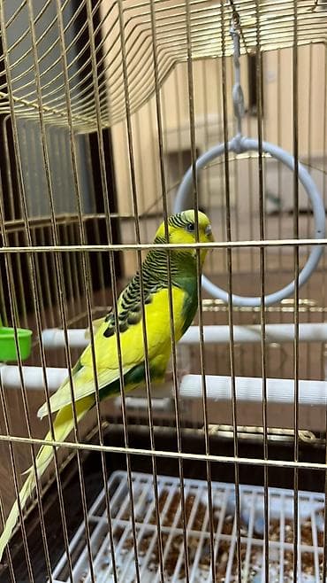 салкын бешик: Волнистые попугаи с клеткой и аксессуарами. Состав набора: - 2 — 4
