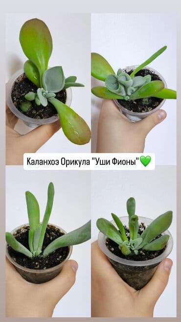 доставка цветов: РАСПРОДАЖА 🔥🔥🔥🔥 Продаю комнатные растения, цветы . РАСПРОДАЖА 🔥🔥🔥🔥 — 8