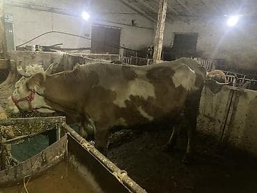 для быков: Продаю | Корова (самка) | Для молока | Привязанные — 4