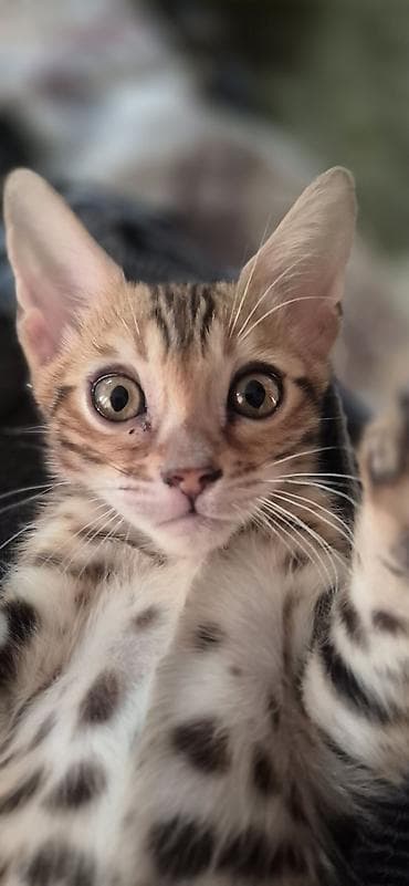 Продаются Бенгальские чистокровные котята, возраст 1.5 месяца at lalafo.kg Продаются Бенгальские чистокровные котята, возраст 1.5 месяца