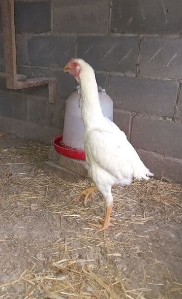 дойный апарат для коров: Продаю | Куры | Дакан | Для разведения — 6