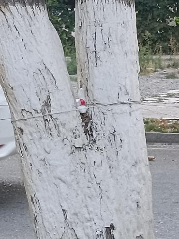 di store: 6 соток — 1