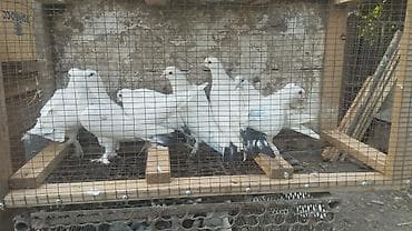 Животные: Продаются голуби можно оптом — 2