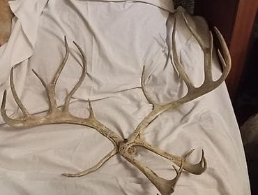 разные свечи: Оленьи рога (цельная пара, с соединением в основе) - Натуральные — 1