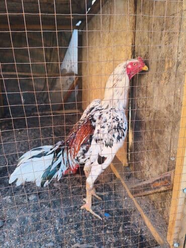 Птицы: Продаю | Петух | Бойцовая | Для разведения — 1