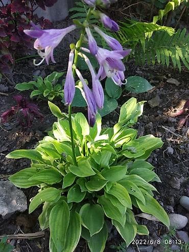 Хосты at lalafo.kg Хосты