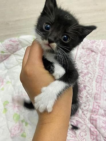 животные кошка: Кошка даром: Беспородная, Мальчик, Приучена к лотку — 3