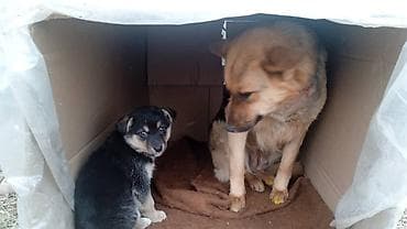 Аквариумдар: Ит бекер берилет: Овчарка, 2 айлык, Ургаачы — 1