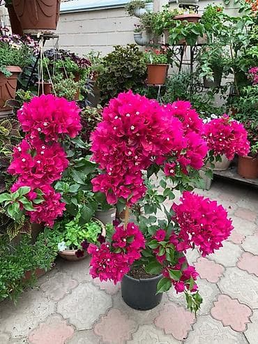 бугенвиллеи: Продажа. Бугенвиллея оптом и в розницу. Цены смотря от размера и — 3