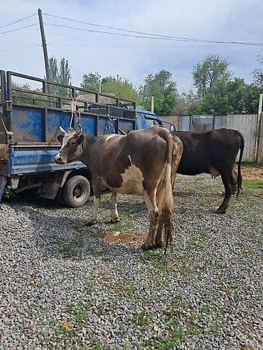 коровы самка: Продаю | Корова (самка) | Полукровка | Для молока | Привязанные — 7