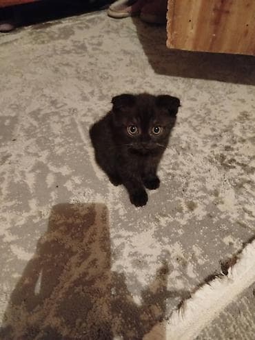 Котята то вислоухой! мама скотишь Филд,очень красивые!2000с. К лотку