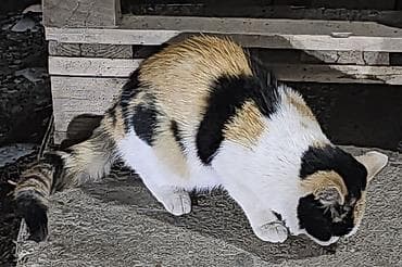 чёрные кошки: Кошка даром: Беспородная, Девочка — 3