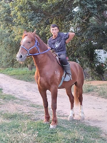Продаю | Жеребец | Рабочий — 3