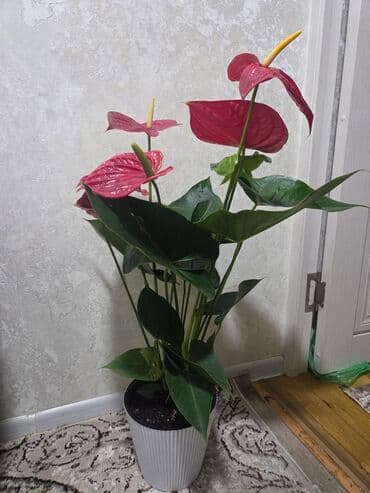 продам мед: Суккуленты в горшках — хавортии Описание: - Компактные розетки — 29