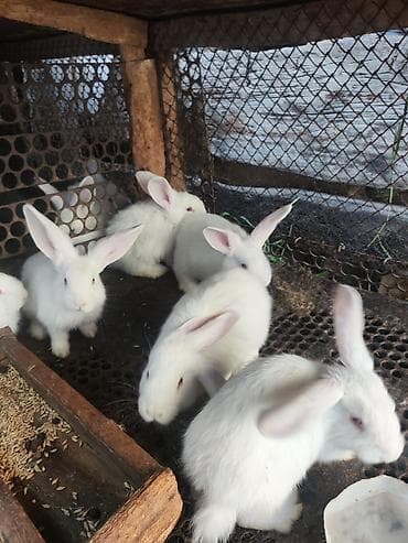 сколько стоит кролик домашний: Продаю | Крольчата | Белый великан | Для разведения — 2