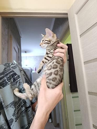 Бенгальская, 1 месяц, Мальчик, Приучена к лотку — 1