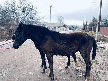 коты бишкек: Сатам | Тай | Англиялык | Көбөйтүү үчүн, Ат спорту — 3