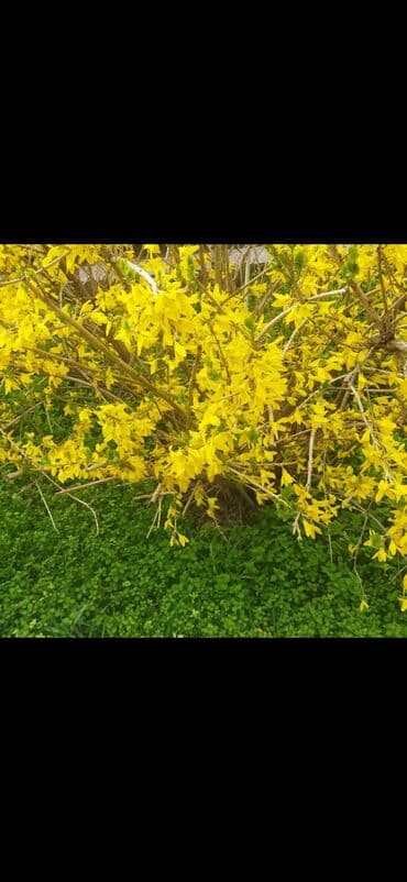 органайзер бишкек: Көчөттөр гүлдүн — 14