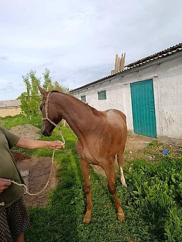 Продаю | Жеребенок | Дончак | Конный спорт