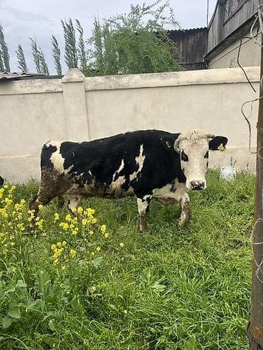 пародистые каровы: Продаю | Корова (самка) | Полукровка | На откорм — 5