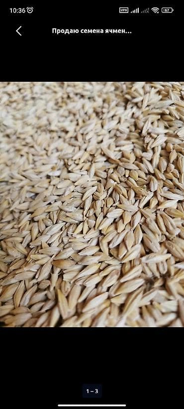 кой бишкек: Продаю ячмень 5 тонн — 1